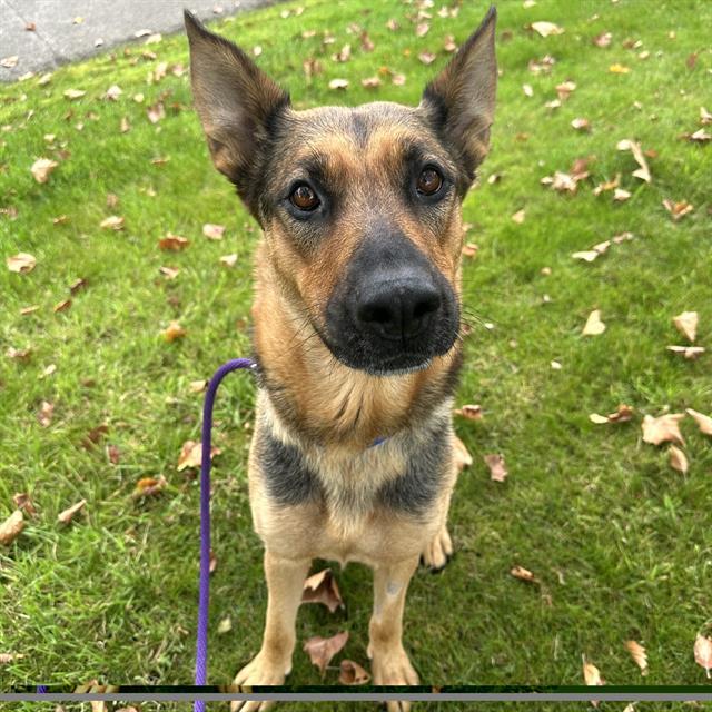 PAISLEY, Adoptable, Adult Female German Shepherd Dog.