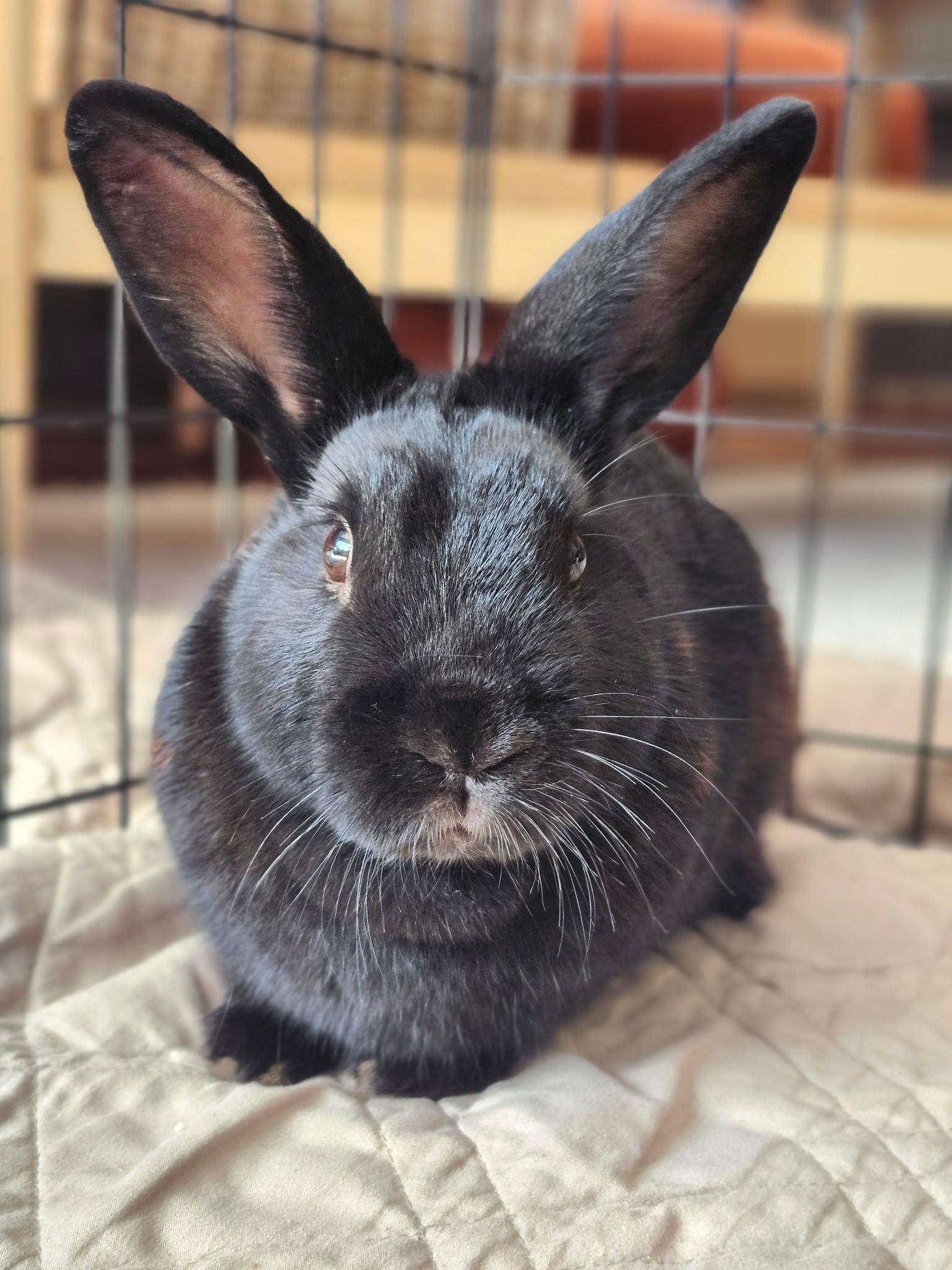 Prince Rusty, a Adoptable Dwarf in Great Neck, NY image 1/2