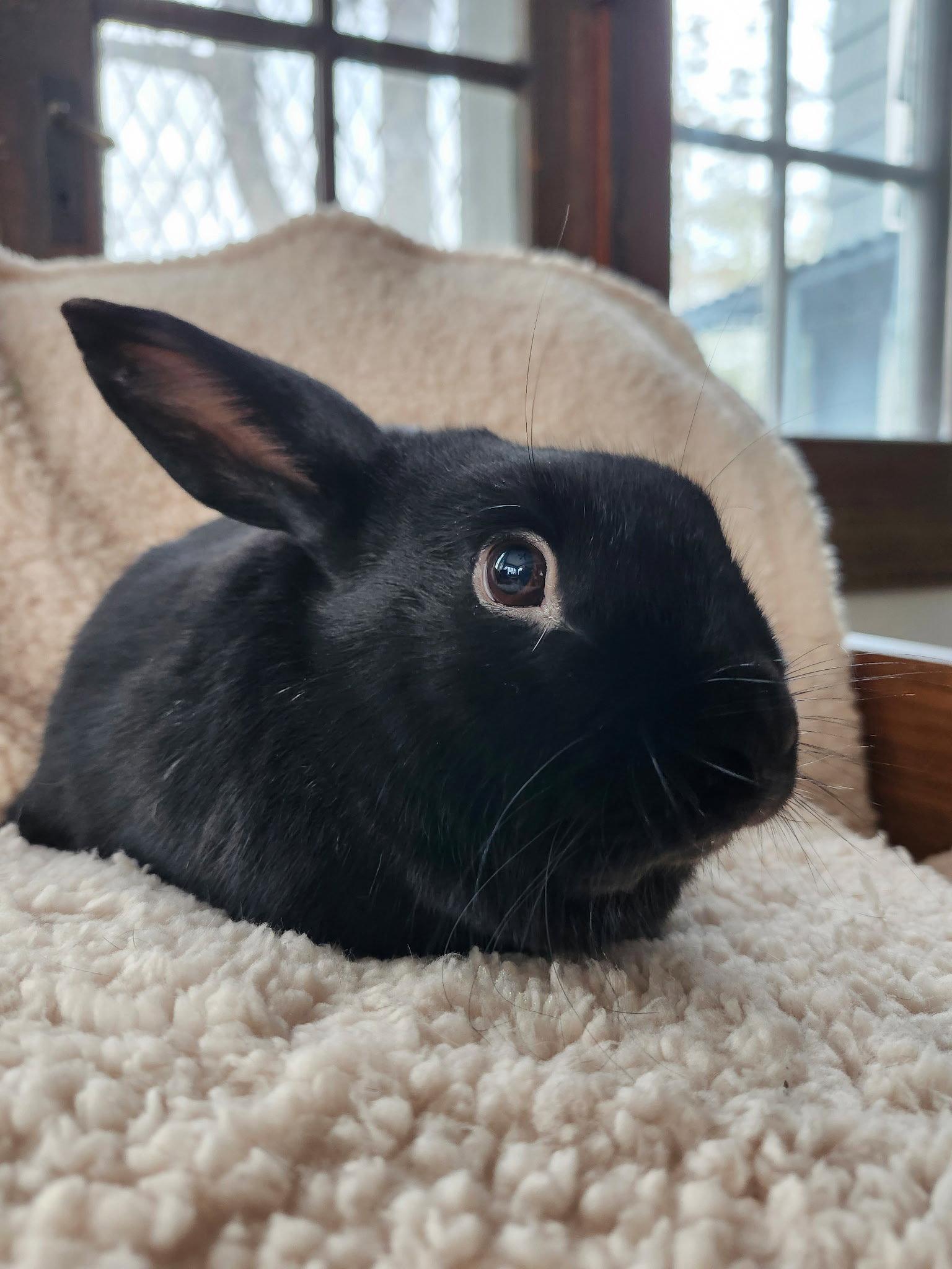 Prince Rusty, a Adoptable Dwarf in Great Neck, NY image 2/2