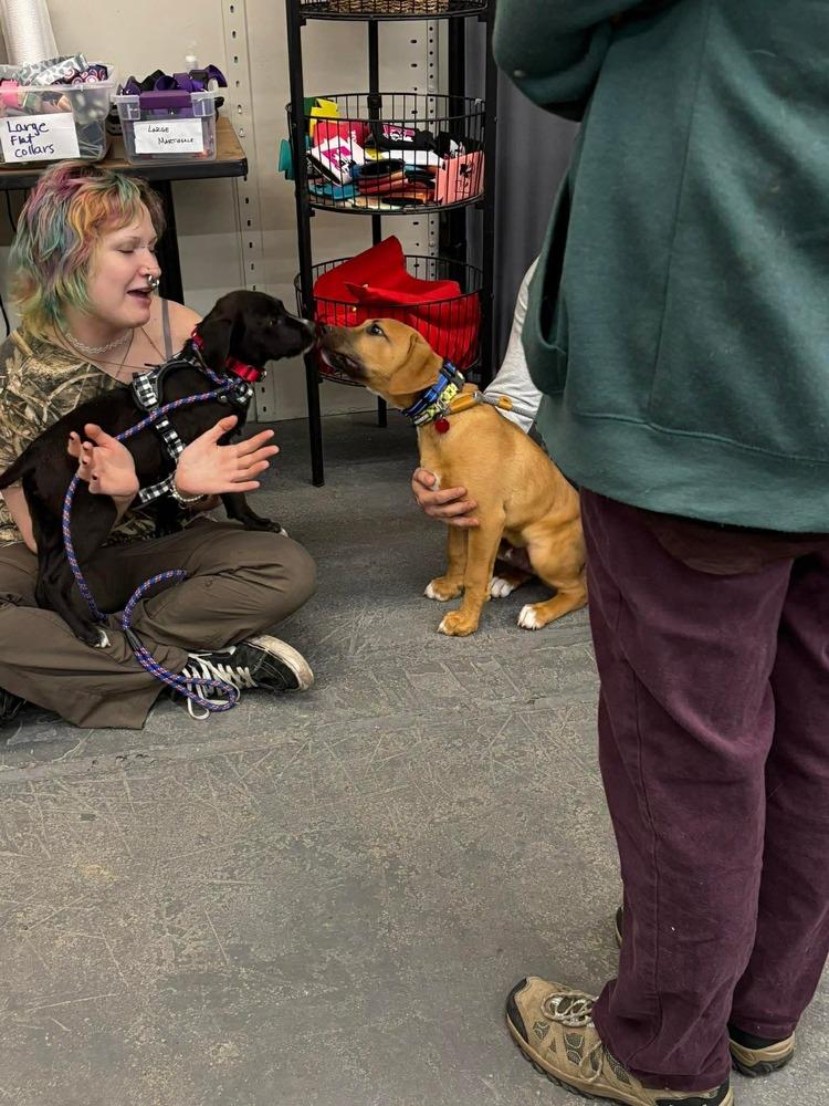 Baxter, Adoptable, Puppy Male Labrador Retriever.