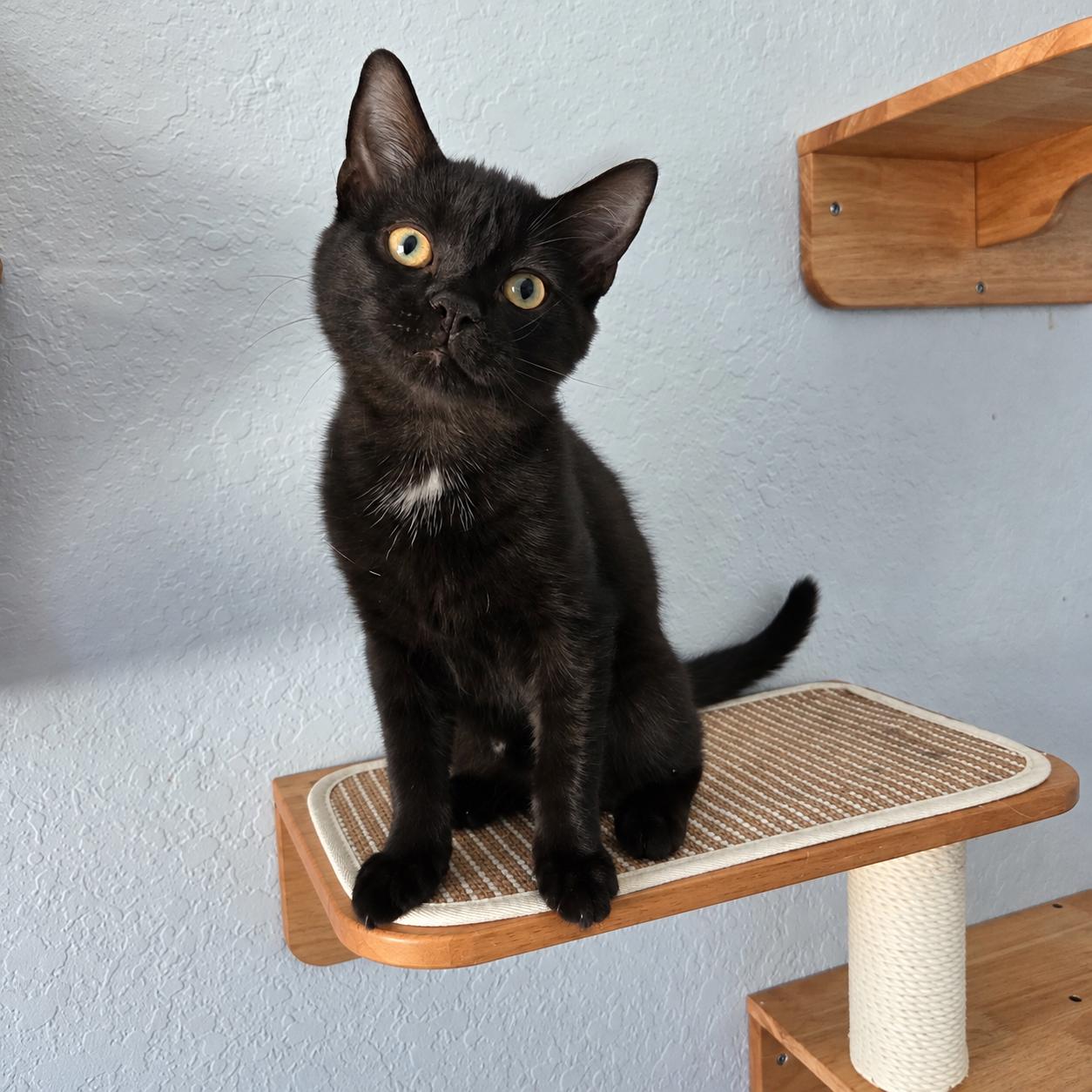 Poe photo