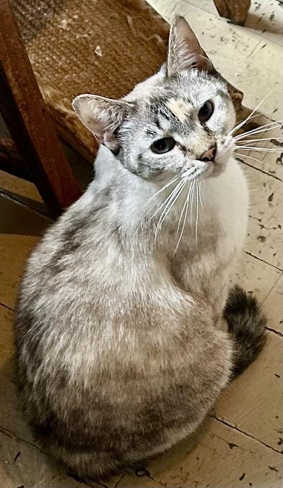 Sapphire, Adoptable, Adult Female Siamese & Calico.