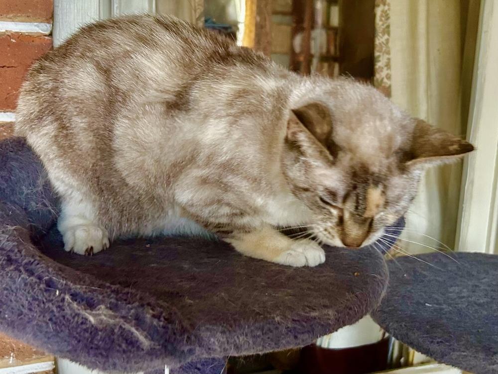 Enlarge Sapphire, a Adoptable mixed breed in Franklin, WV image 2/5