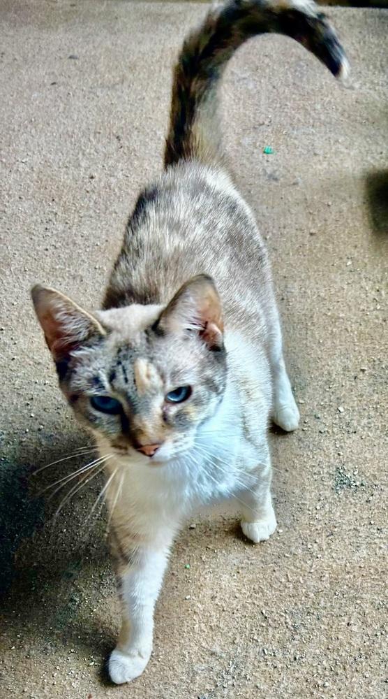 Enlarge Sapphire, a Adoptable mixed breed in Franklin, WV image 4/5