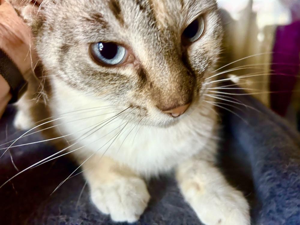 Enlarge Sapphire, a Adoptable mixed breed in Franklin, WV image 5/5