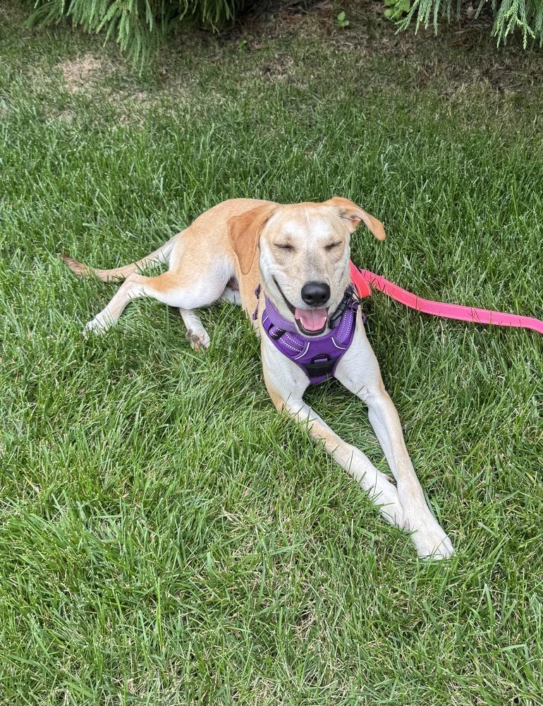 Snowflake, Adoptable, Young Female Carolina Dog & Labrador Retriever.