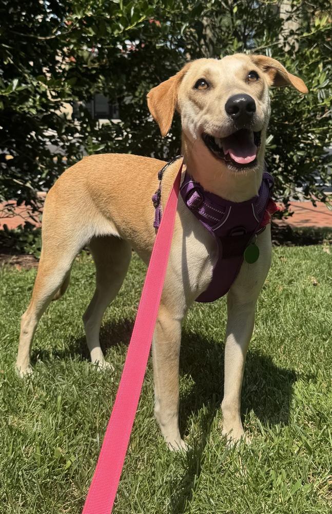 Snowflake, a Adoptable mixed breed in Greenbelt, MD image 2/6