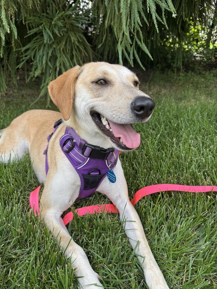 Snowflake, a Adoptable mixed breed in Greenbelt, MD image 3/6