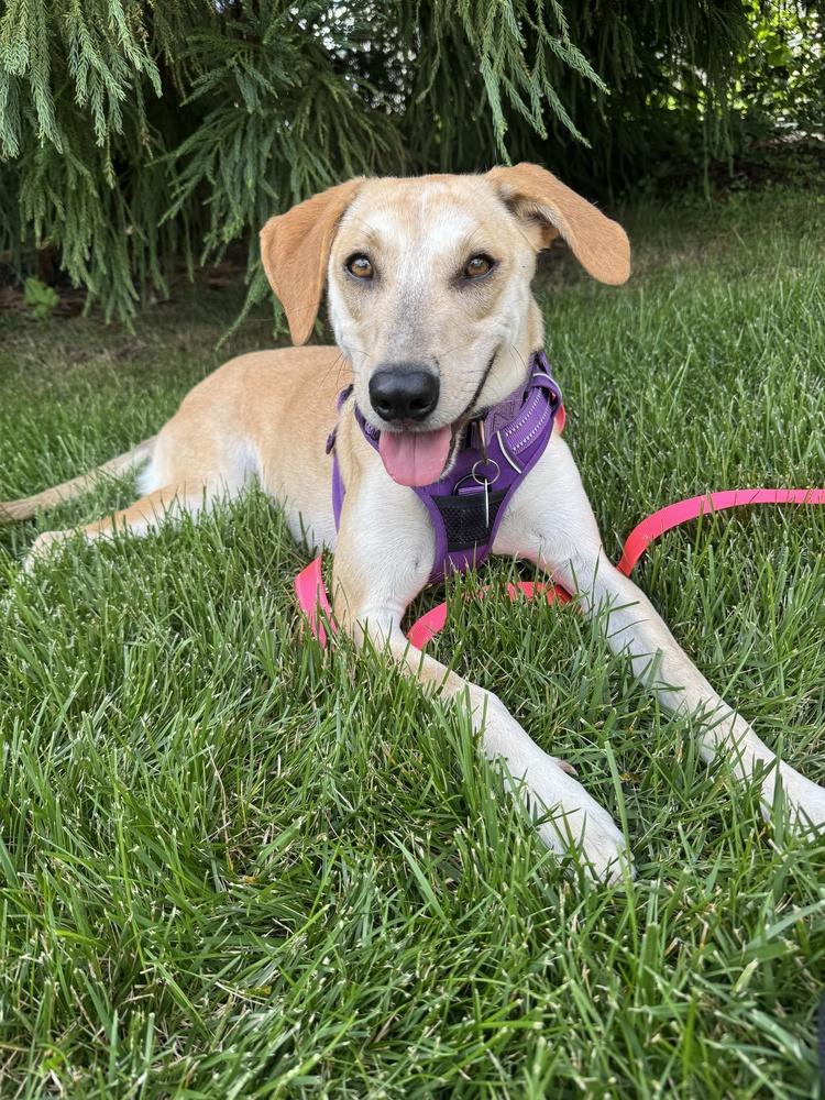 Snowflake, a Adoptable mixed breed in Greenbelt, MD image 4/6