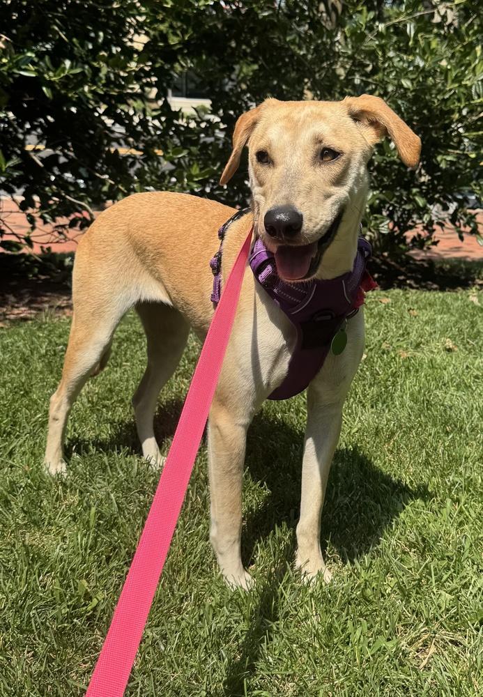 Snowflake, a Adoptable mixed breed in Greenbelt, MD image 5/6