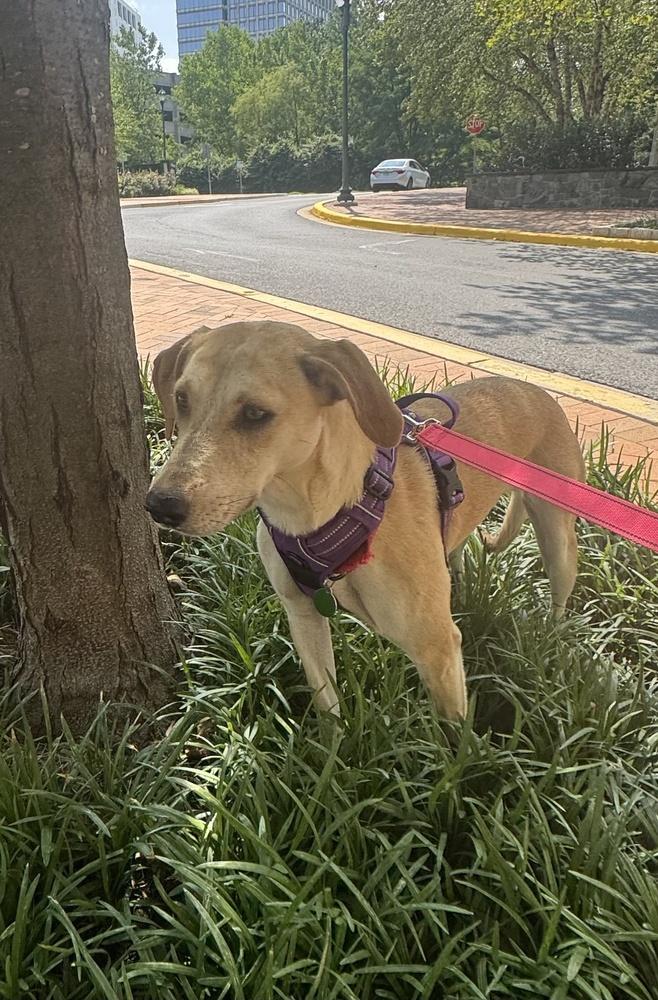Snowflake, a Adoptable mixed breed in Greenbelt, MD image 6/6
