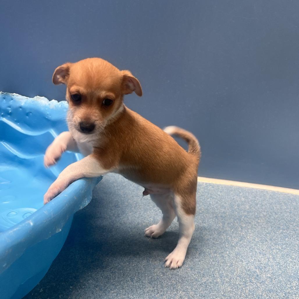 Buster, an adopted Chihuahua in Chicago, IL image 6/6