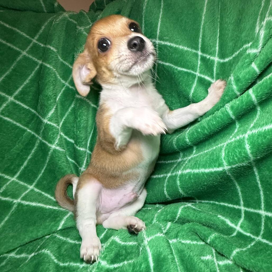 Buster, an adopted Chihuahua in Chicago, IL image 5/6