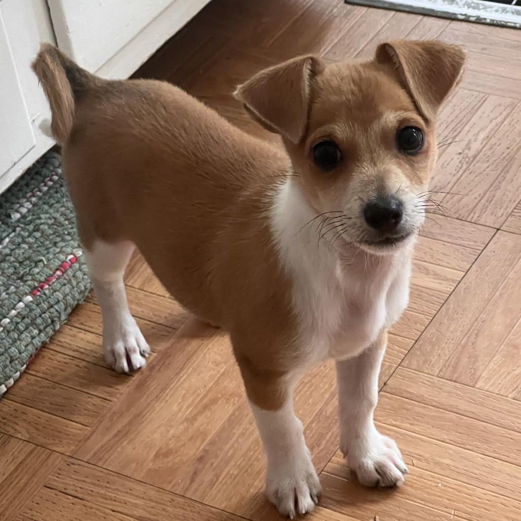 Buster, adopted, Puppy Male Chihuahua.
