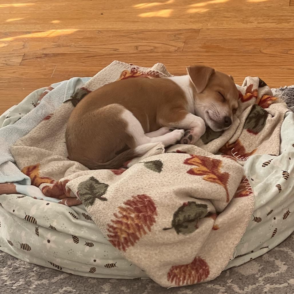 Buster, an adopted Chihuahua in Chicago, IL image 2/6