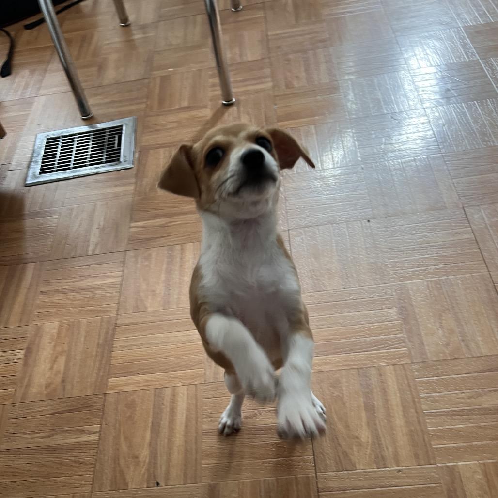 Buster, an adopted Chihuahua in Chicago, IL image 4/6