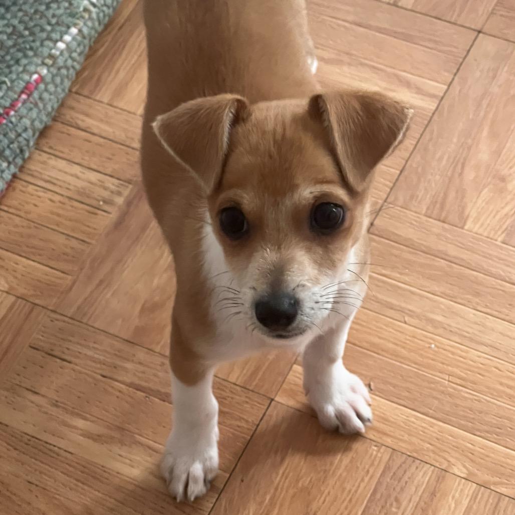 Buster, an adopted Chihuahua in Chicago, IL image 3/6