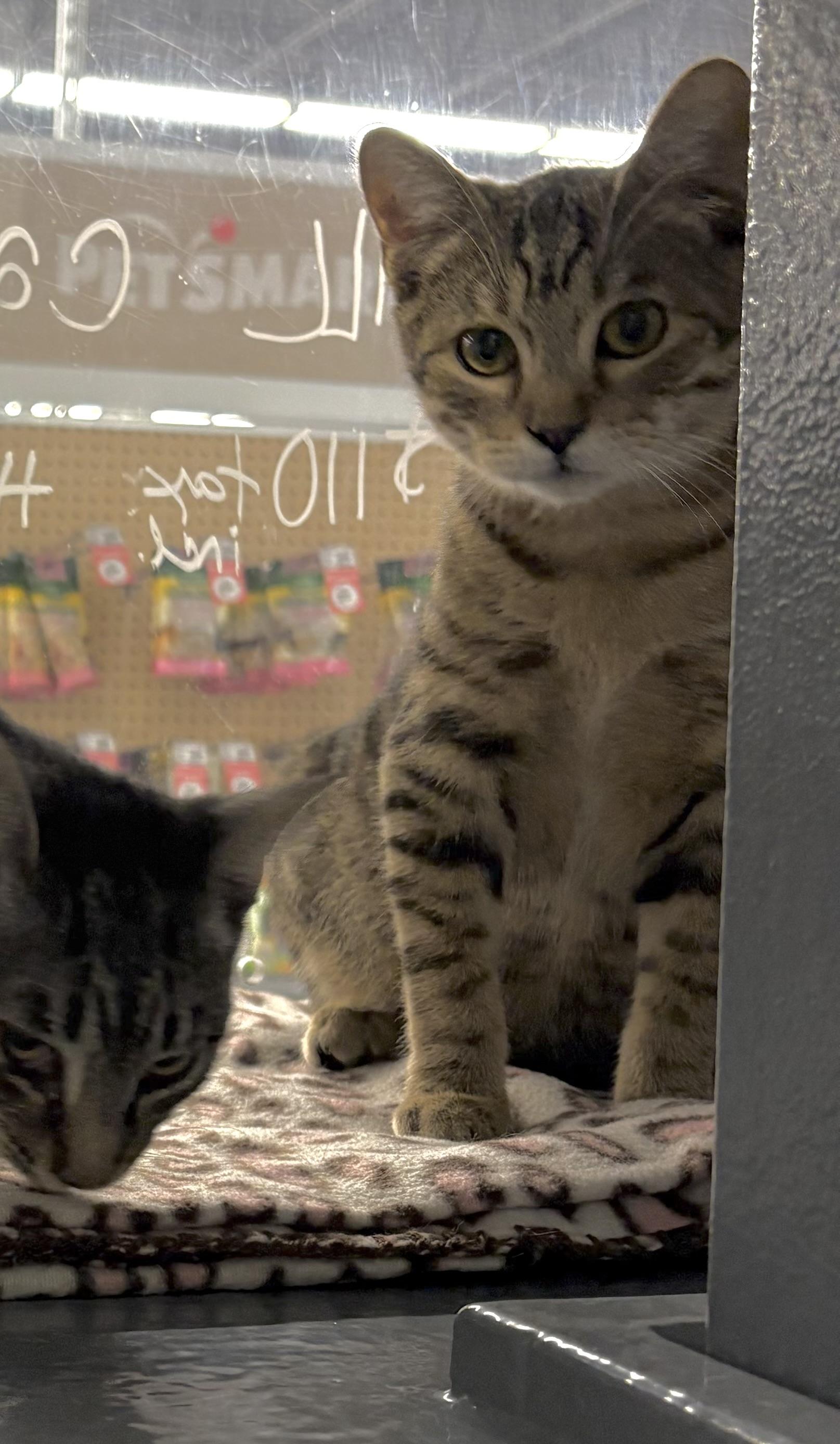 Rowan, Adoptable, Kitten Male Domestic Short Hair.