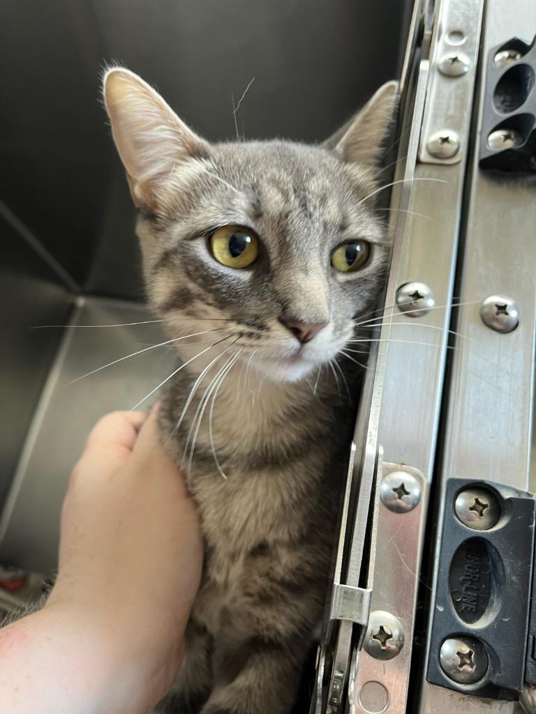 Enlarge Wilma, a Adoptable mixed breed in Richland Hills, TX image 1/1