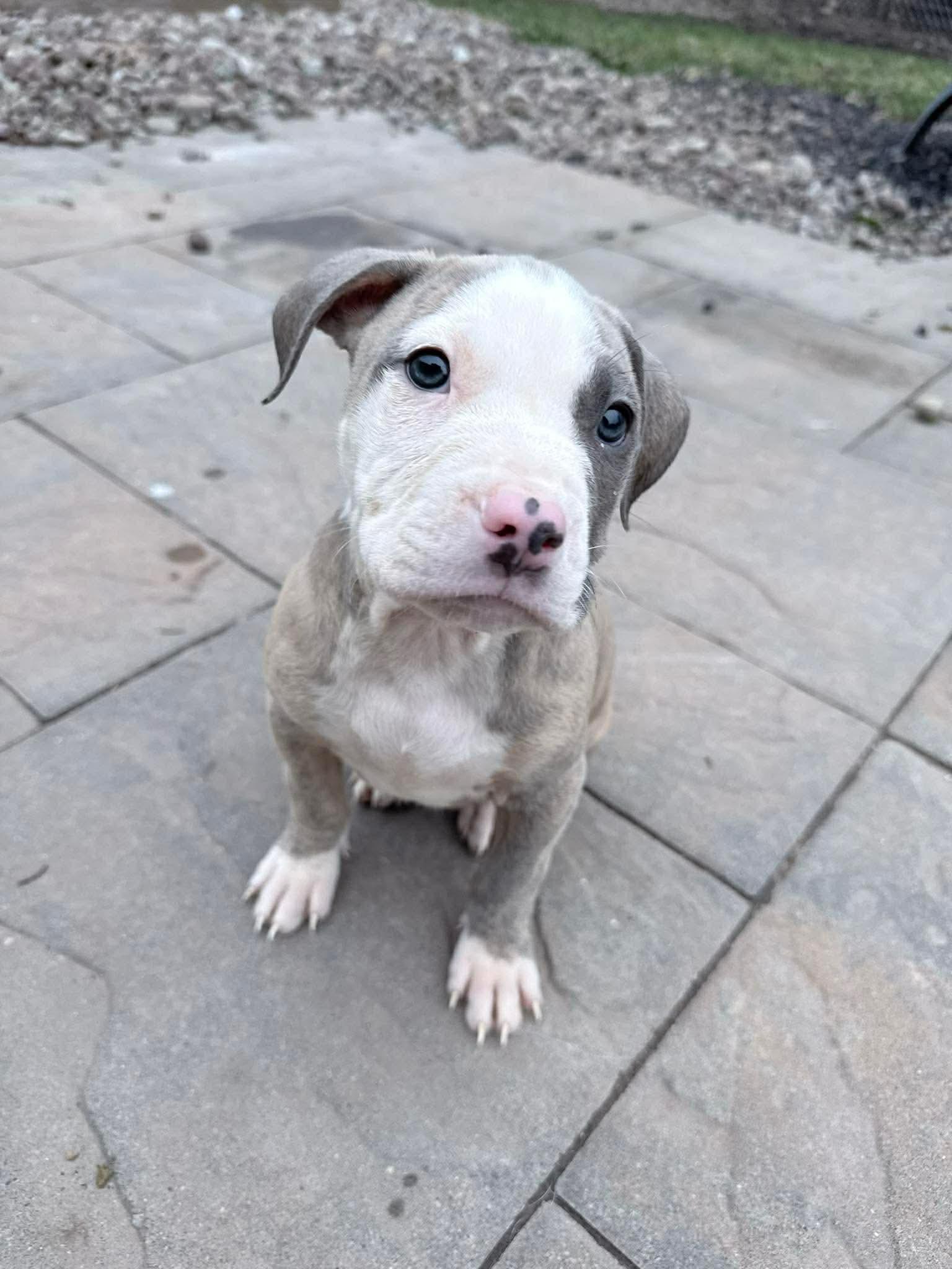 Moose , ADOPTABLE, Puppy Male Pit Bull Terrier.