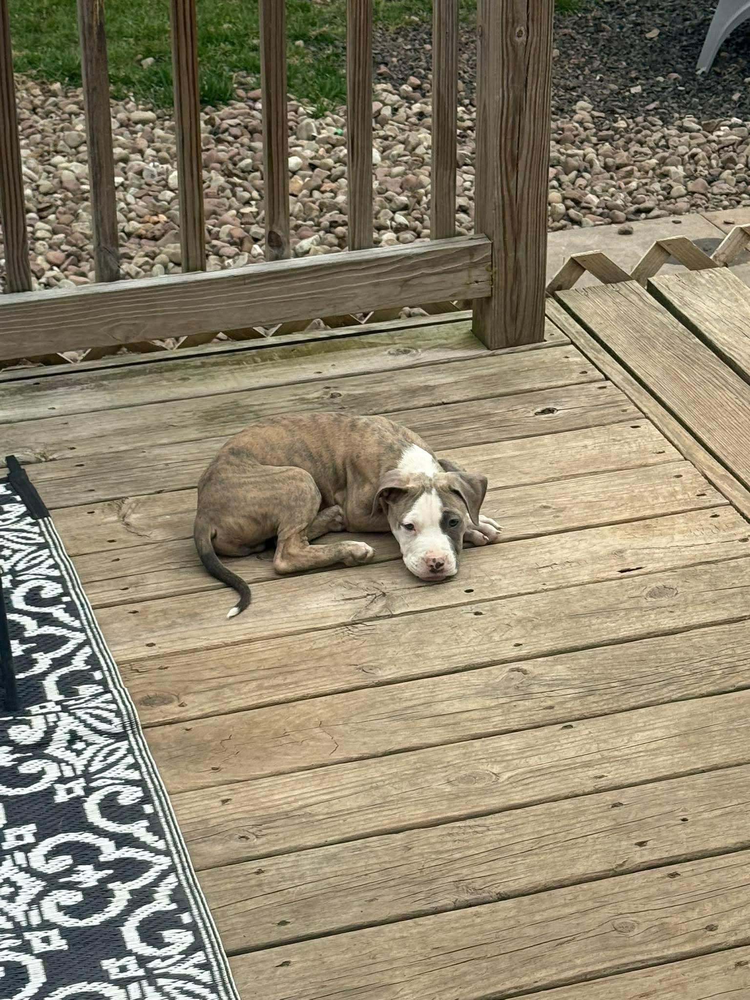 Enlarge Moose , a ADOPTABLE mixed breed in Clay, NY image 6/6