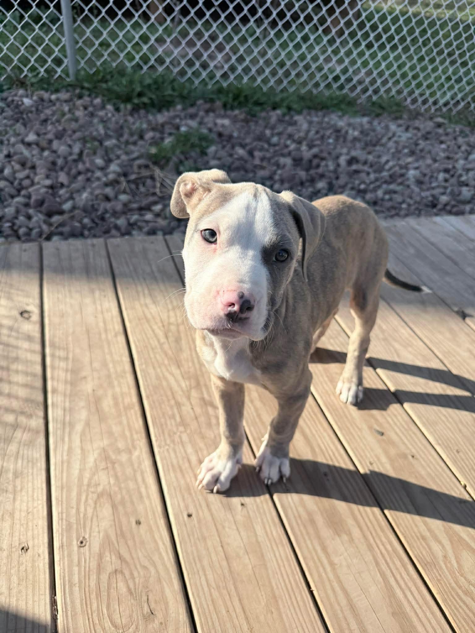 Enlarge Moose , a ADOPTABLE mixed breed in Clay, NY image 5/6