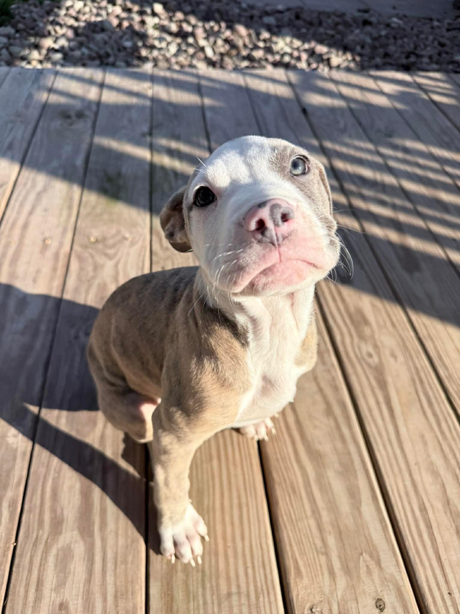 Enlarge Moose , a ADOPTABLE mixed breed in Clay, NY image 2/6