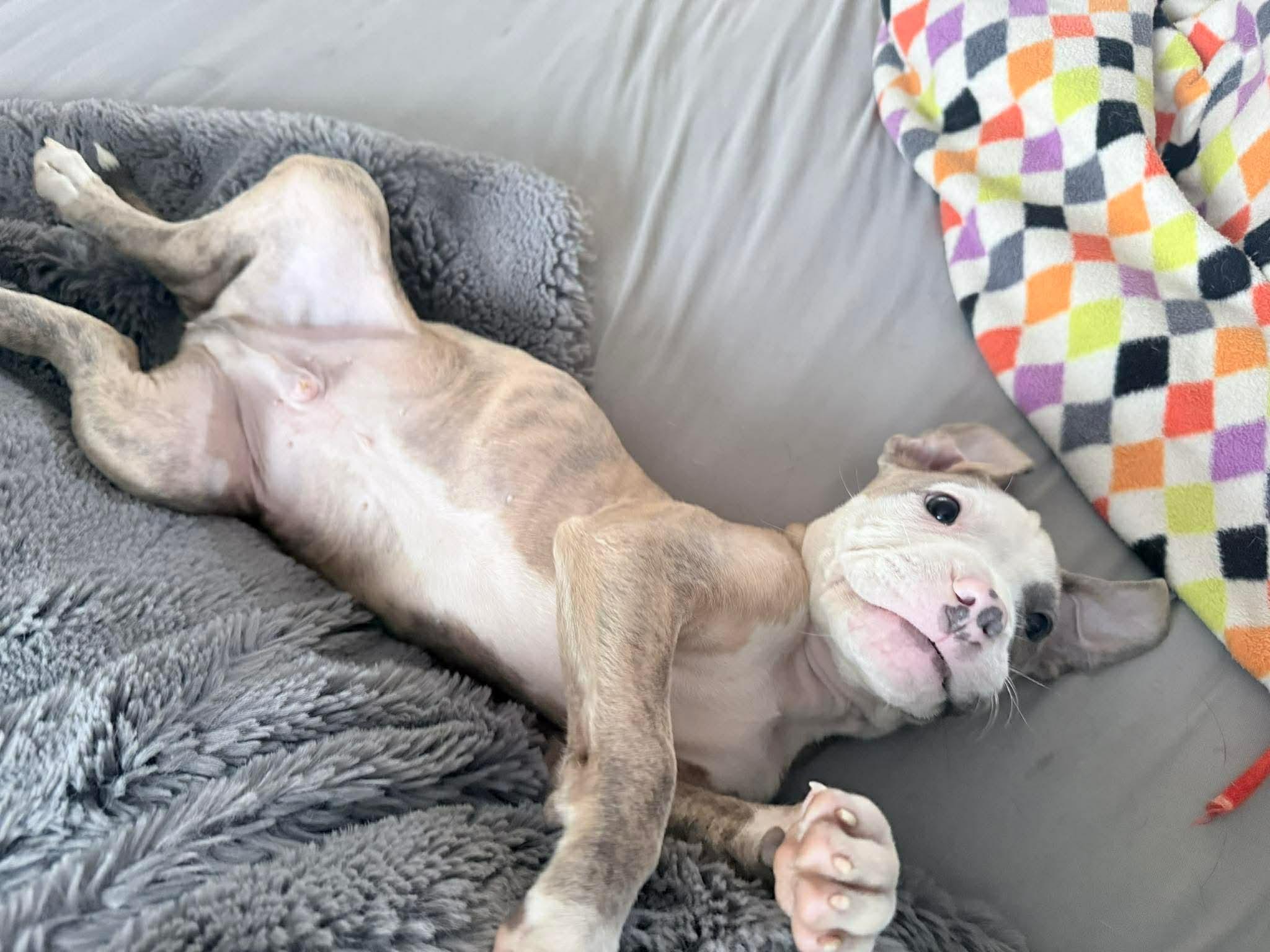 Enlarge Moose , a ADOPTABLE mixed breed in Clay, NY image 4/6