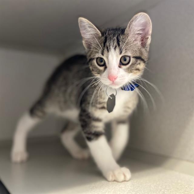 BINGO, Adoptable, Kitten Male Domestic Short Hair.