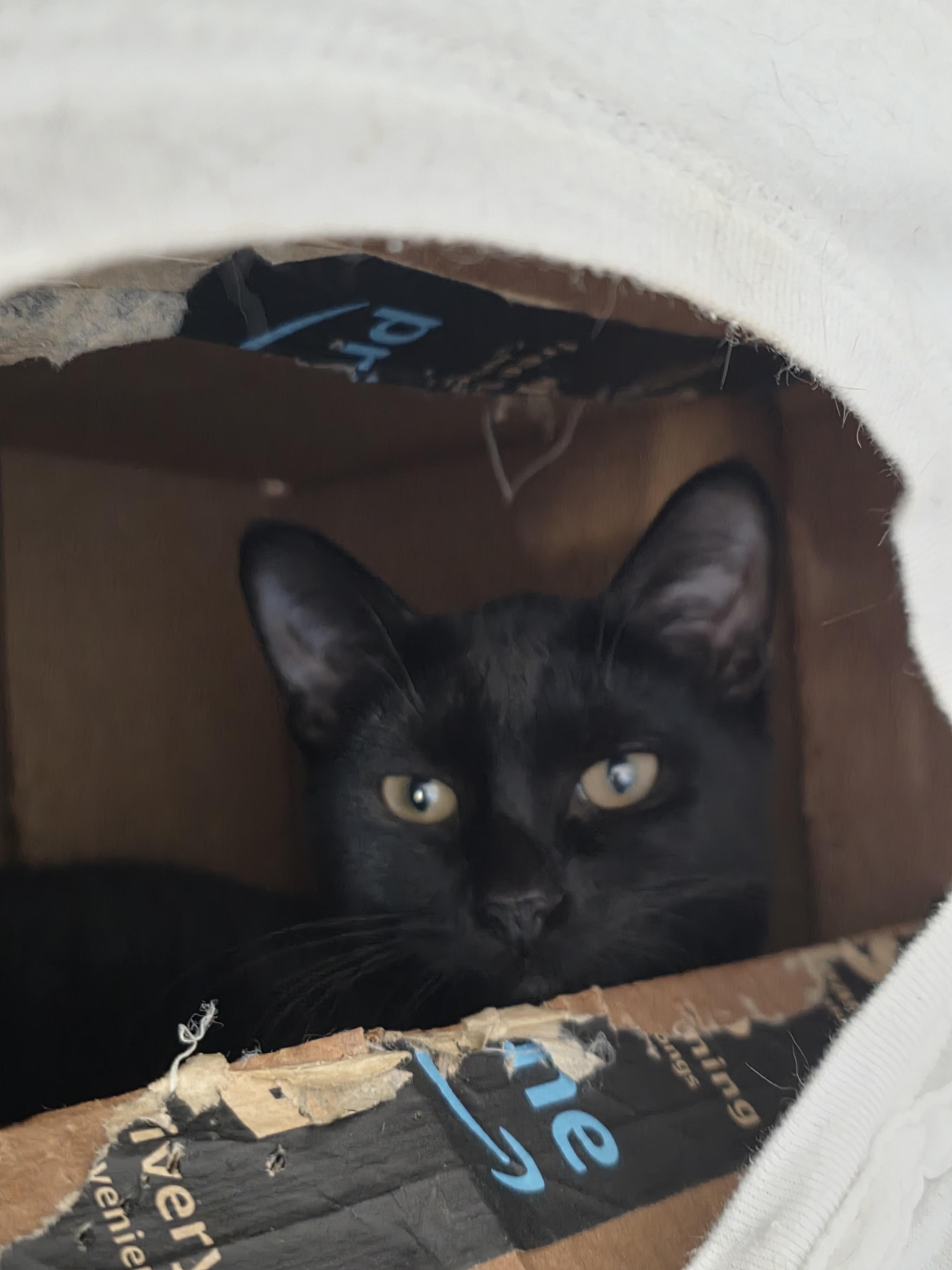 Mysteria, adopted, Kitten Female Domestic Short Hair.