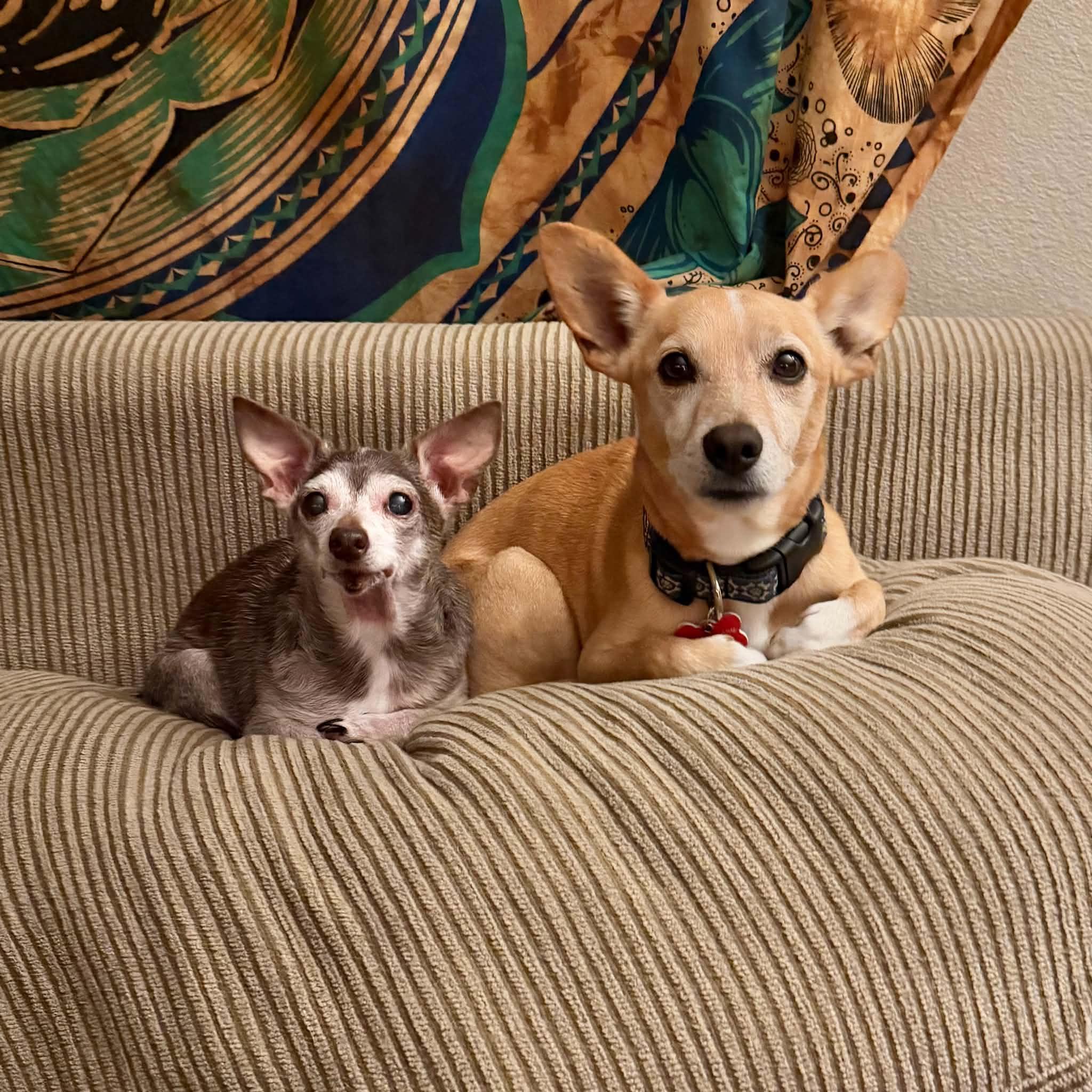 Colby, an adopted mixed breed in Boulder, CO image 5/6
