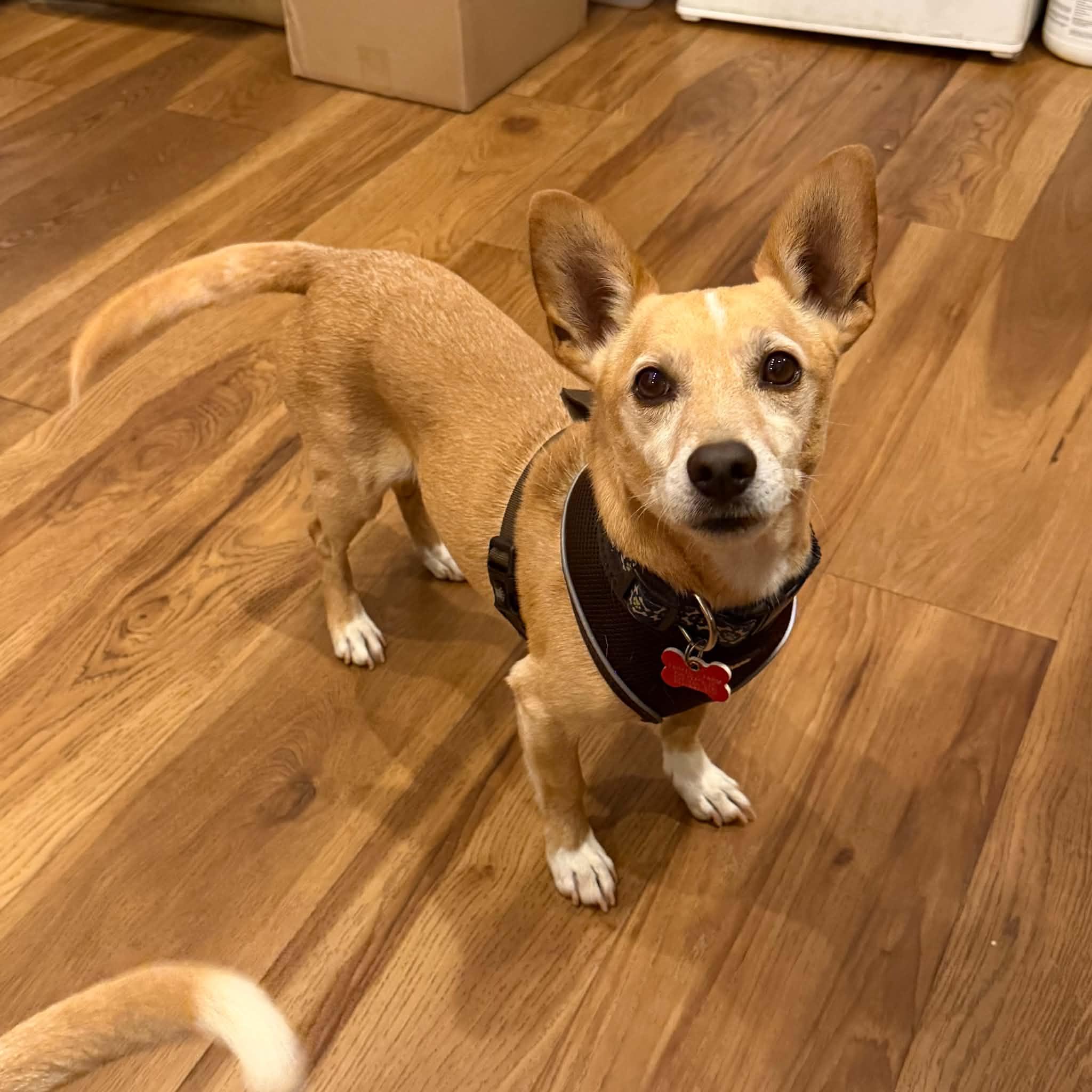 Colby, an adopted mixed breed in Boulder, CO image 2/6