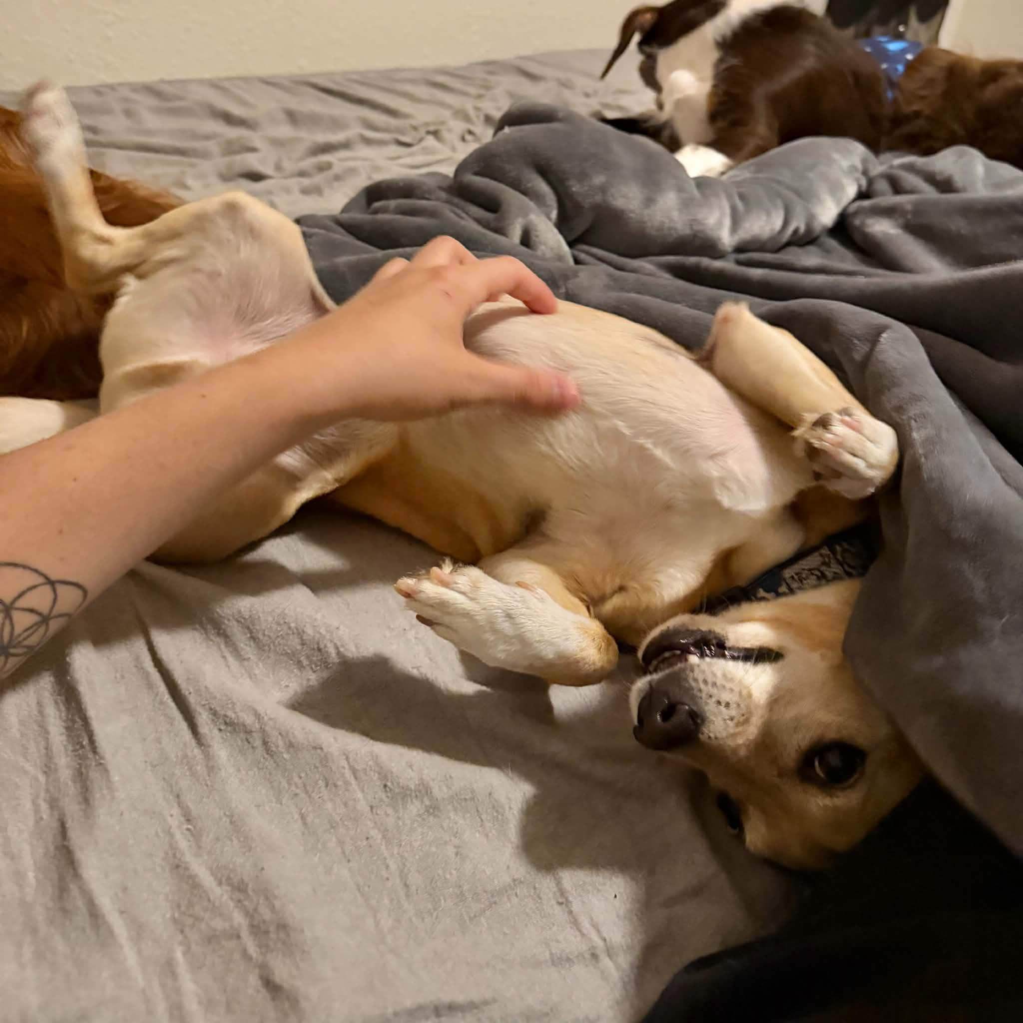 Colby, an adopted mixed breed in Boulder, CO image 4/6