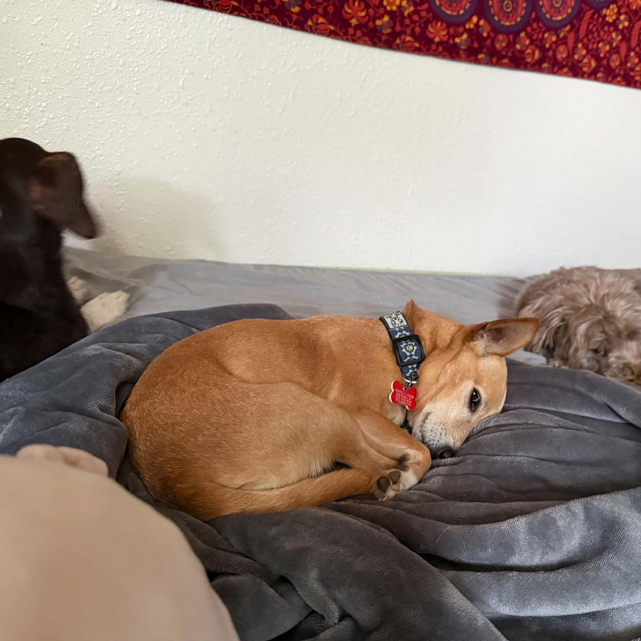 Colby, an adopted mixed breed in Boulder, CO image 6/6