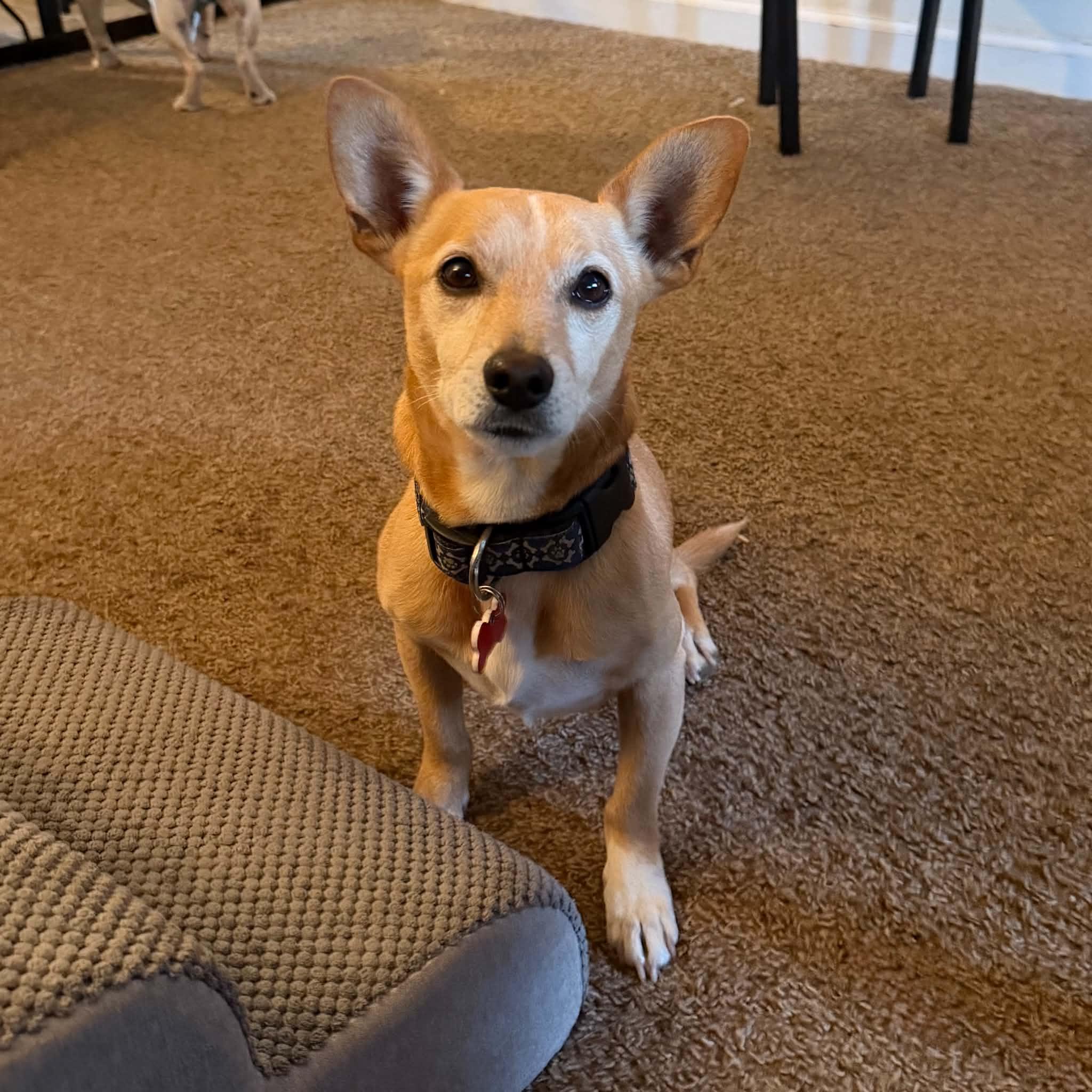 Colby, adopted, Adult Male Chihuahua & Dachshund.