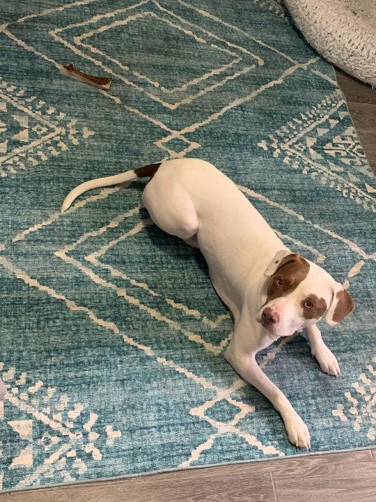 Layla, Adoptable, Adult Female Staffordshire Bull Terrier.