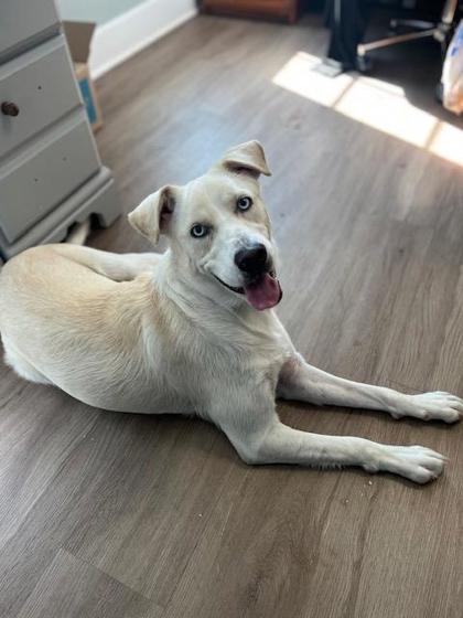 Lilly, Adoptable, Adult Female Golden Retriever & Cardigan Welsh Corgi.
