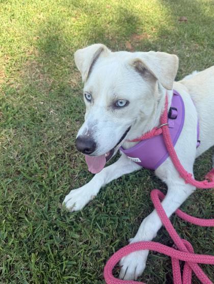 Enlarge Lilly, a Adoptable mixed breed in Lawrenceville, GA image 2/3