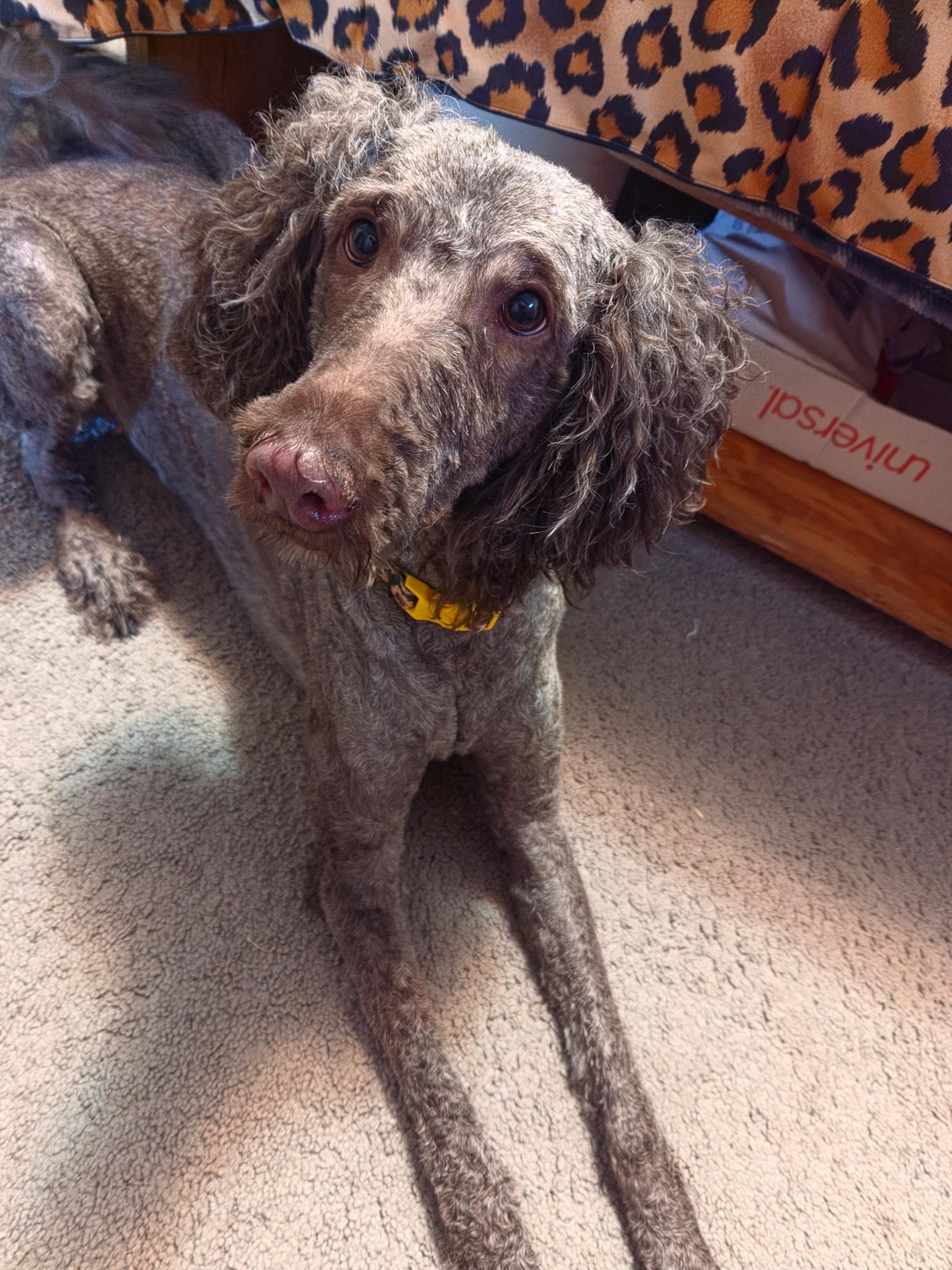 Enlarge Sally, a ADOPTABLE mixed breed in Union Grove, WI image 2/3