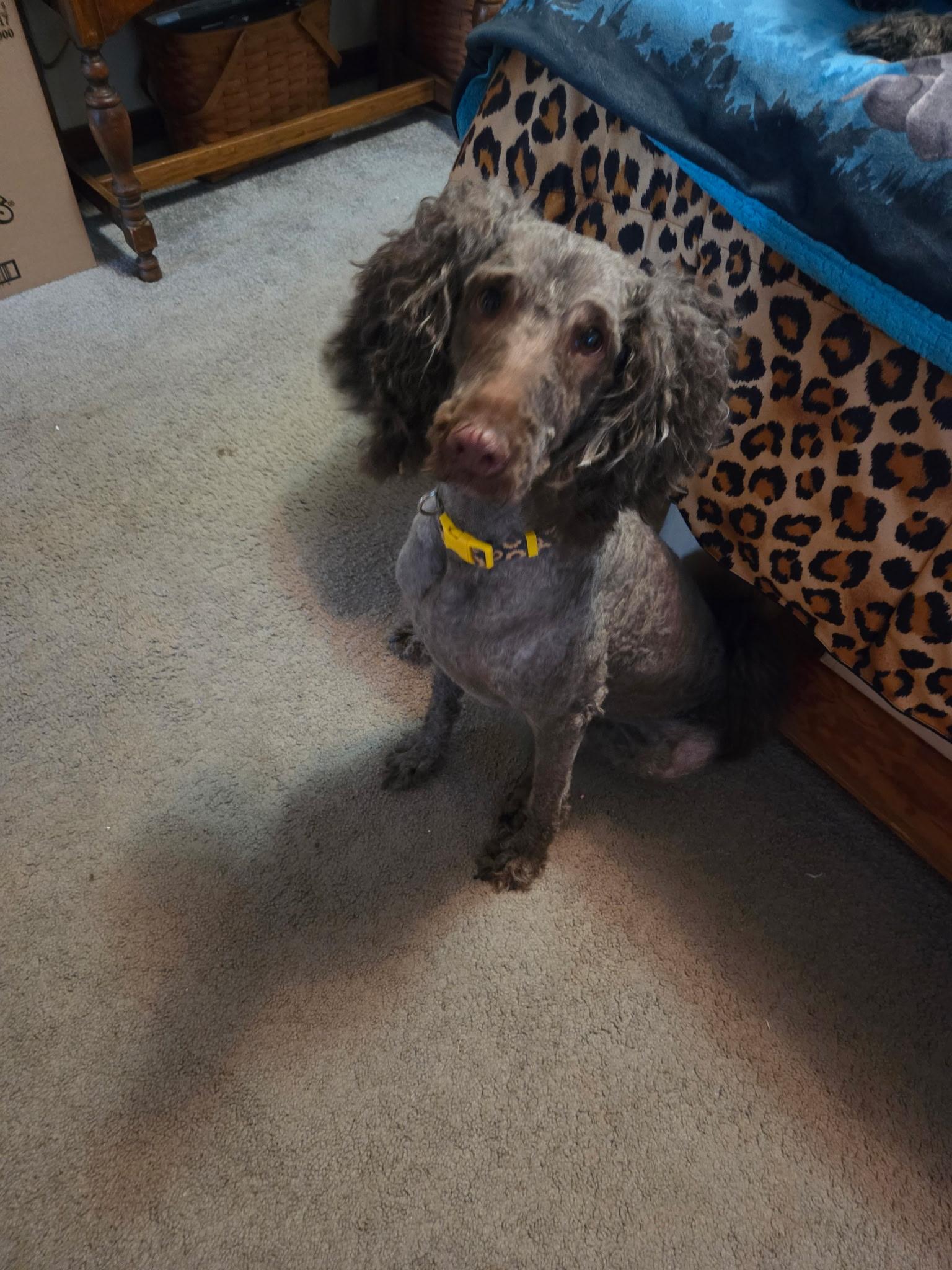 Sally, ADOPTABLE, Young Female Australian Shepherd & Poodle.