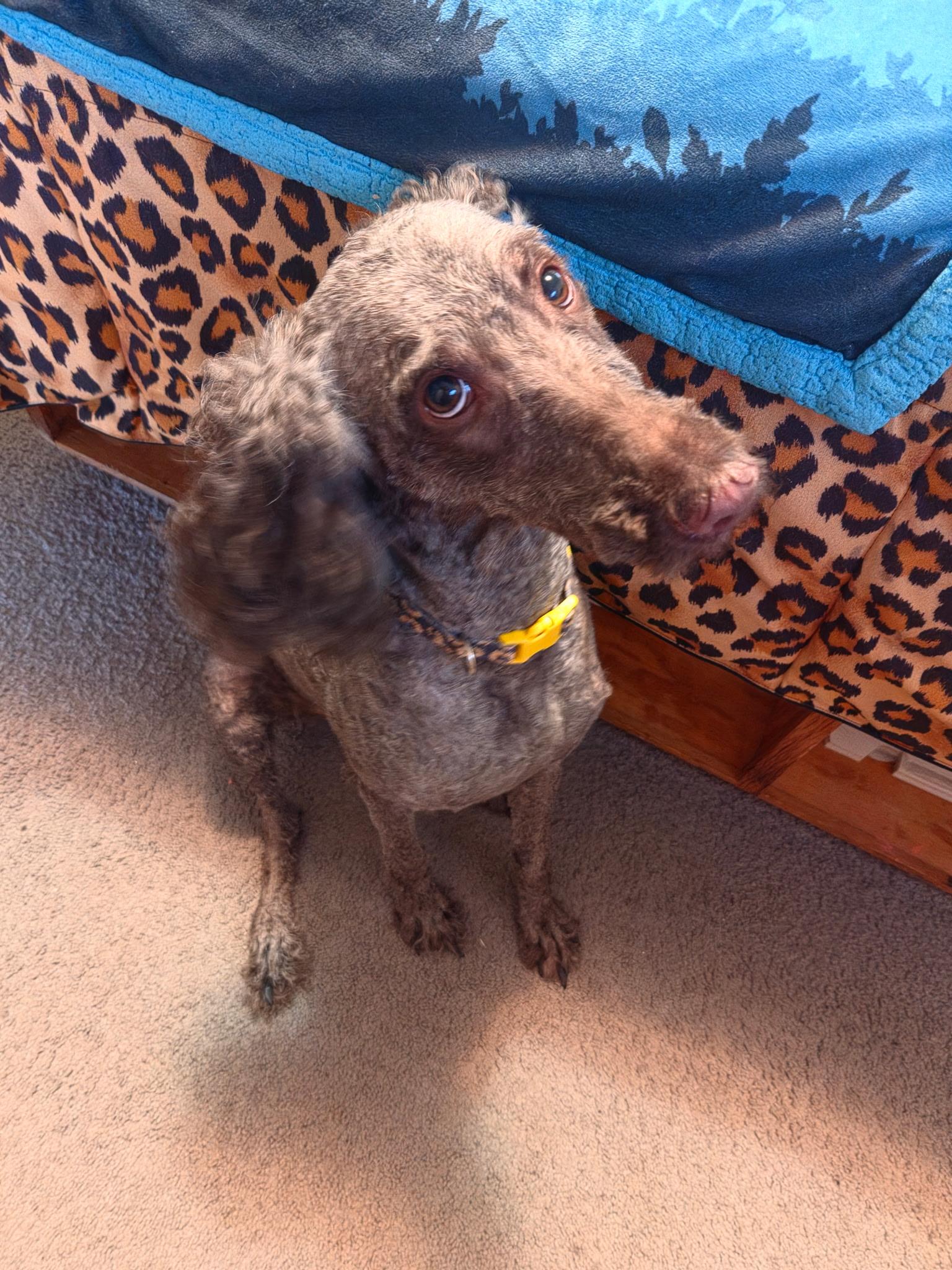 Enlarge Sally, a ADOPTABLE mixed breed in Union Grove, WI image 3/3