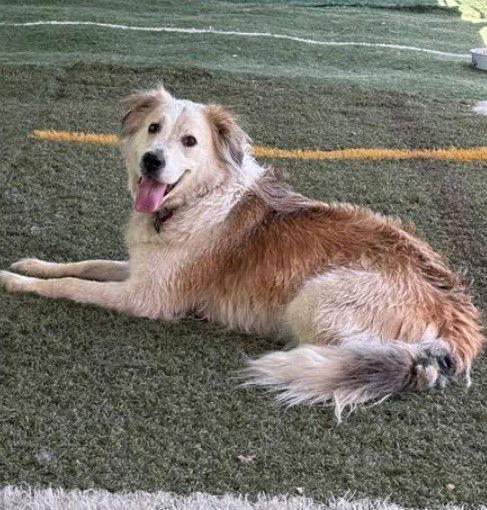 Enlarge Auggie, a Adoptable Great Pyrenees in San Diego, CA image 1/3