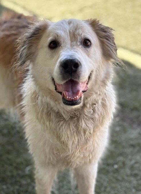 Auggie, Adoptable, Adult Male Great Pyrenees.