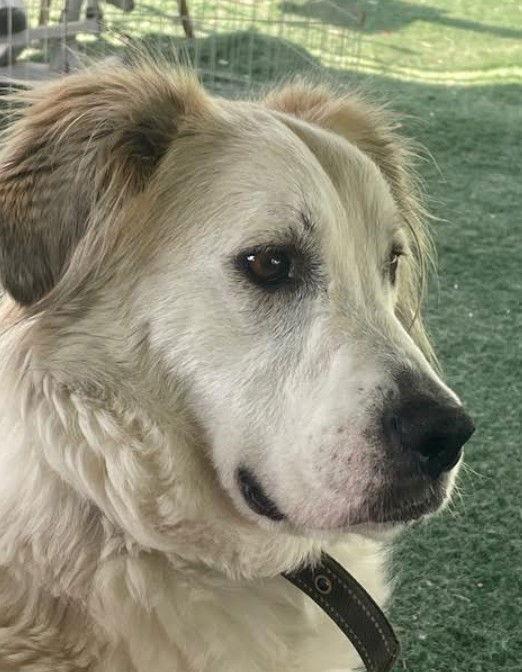 Auggie, Adoptable, Adult Male Great Pyrenees.