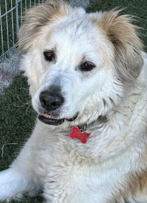Enlarge Auggie, a Adoptable Great Pyrenees in San Diego, CA image 2/3