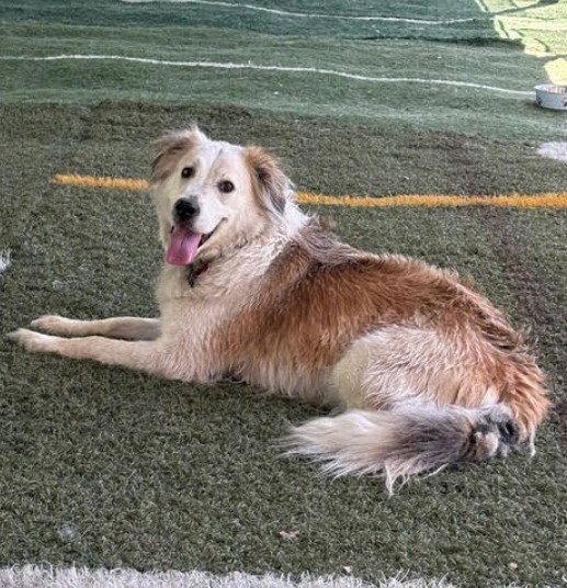 Enlarge Auggie, a Adoptable Great Pyrenees in San Diego, CA image 3/3