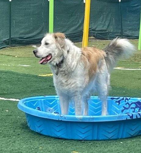 Auggie, Adoptable, Adult Male Great Pyrenees.