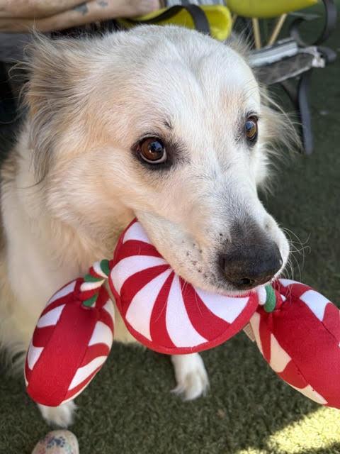 Auggie, a Adoptable Great Pyrenees in San Diego, CA image 1/3