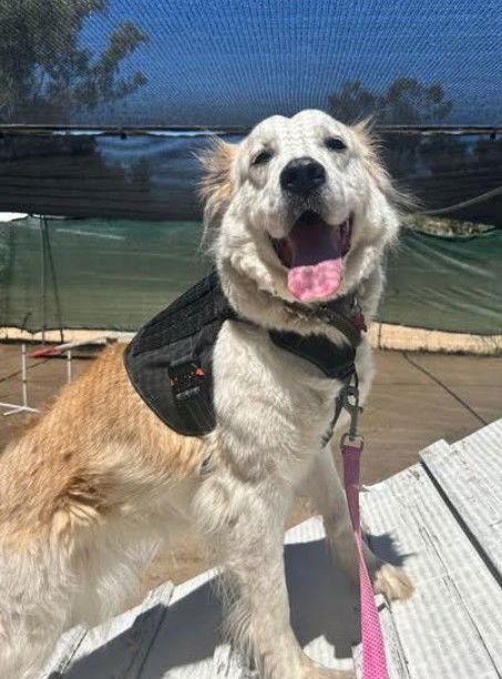 Enlarge Auggie, a Adoptable Great Pyrenees in San Diego, CA image 3/3