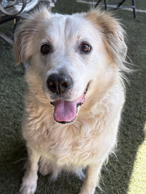 Auggie, a Adoptable Great Pyrenees in San Diego, CA image 2/3